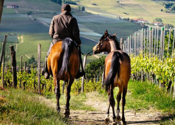 Imprese e istituzioni per il turismo rurale con il cavallo