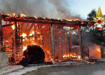 Stalla in fiamme, salvi due cavalli