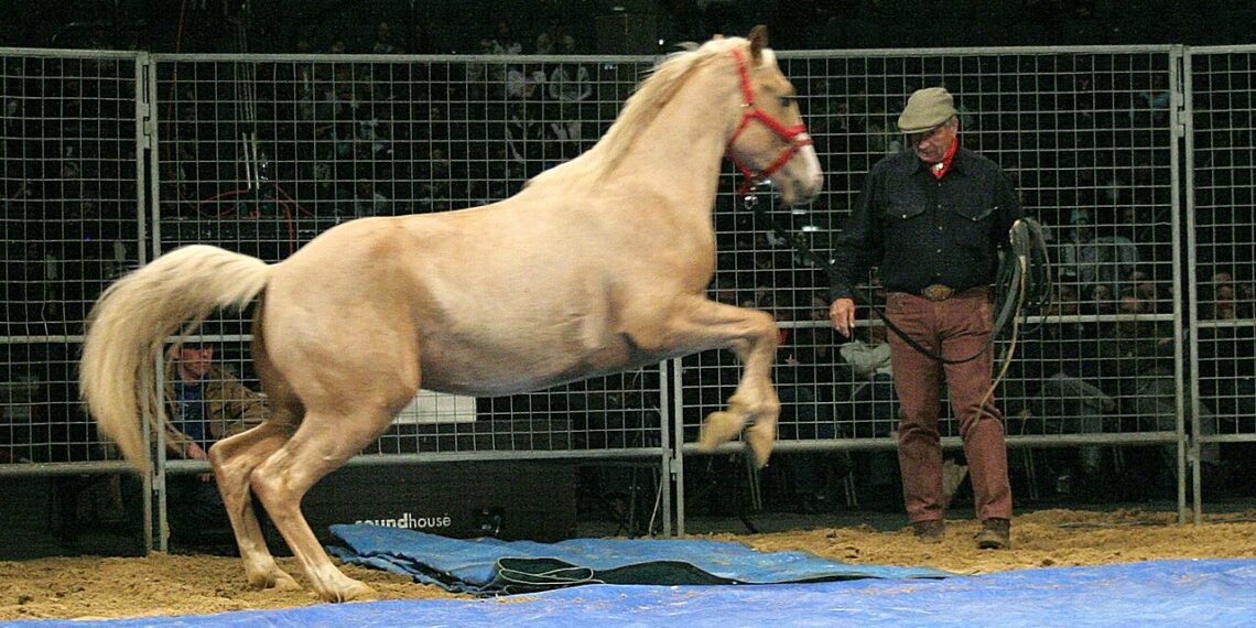 Monty Roberts osserva un cavallo dal mantello palomino durante una dimostrazione di addestramento in un’arena coperta