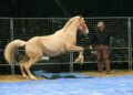 Monty Roberts se n’è andato: la bandiera è a mezz’asta a Flag Is Up Farms