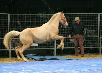 Monty Roberts se n’è andato: la bandiera è a mezz’asta a Flag Is Up Farms