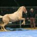 Monty Roberts osserva un cavallo dal mantello palomino durante una dimostrazione di addestramento in un’arena coperta
