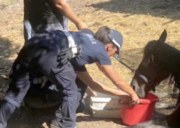 Marcigliana: i due cavalli hanno rischiato grosso