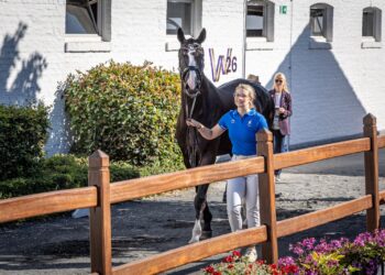 Un cavallo della squadra azzurra condotto a mano durante le attività veterinarie ai FEI World Championships Aachen 2026