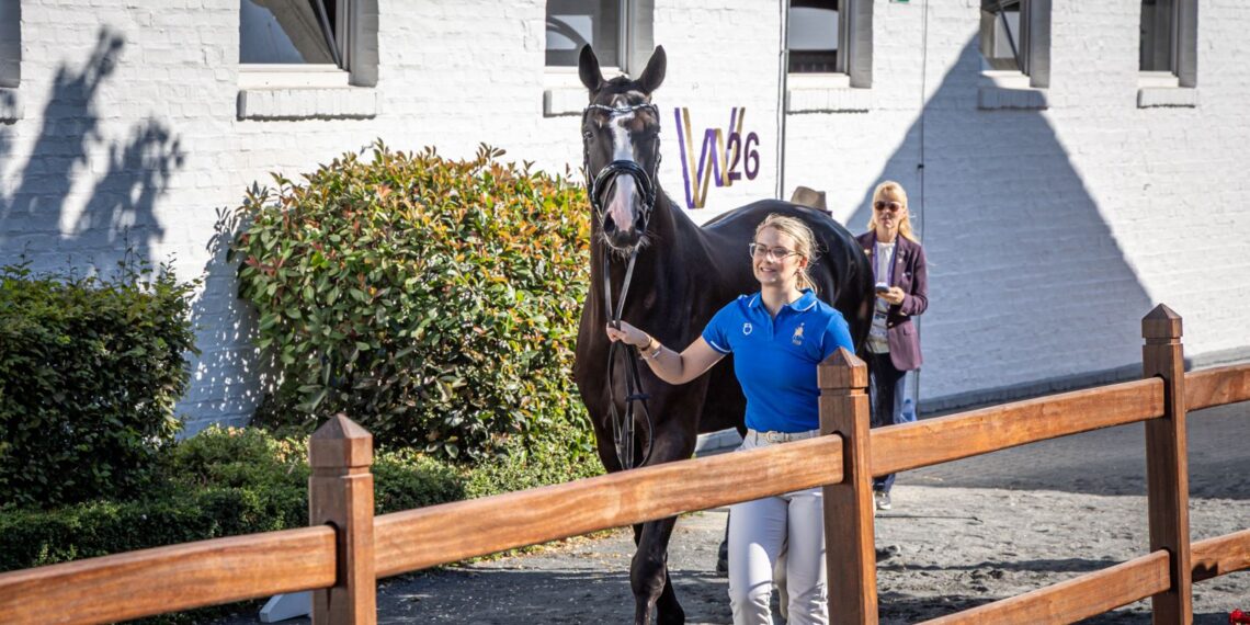 Un cavallo della squadra azzurra condotto a mano durante le attività veterinarie ai FEI World Championships Aachen 2026