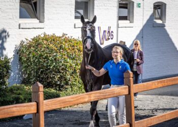 Un cavallo della squadra azzurra condotto a mano durante le attività veterinarie ai FEI World Championships Aachen 2026