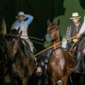 Gigetto, l’asino dei Cavalieri della Bardella, tra i puledri maremmani durante uno spettacolo di butteri
