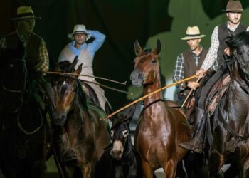 Gigetto, l’asino dei Cavalieri della Bardella, tra i puledri maremmani durante uno spettacolo di butteri