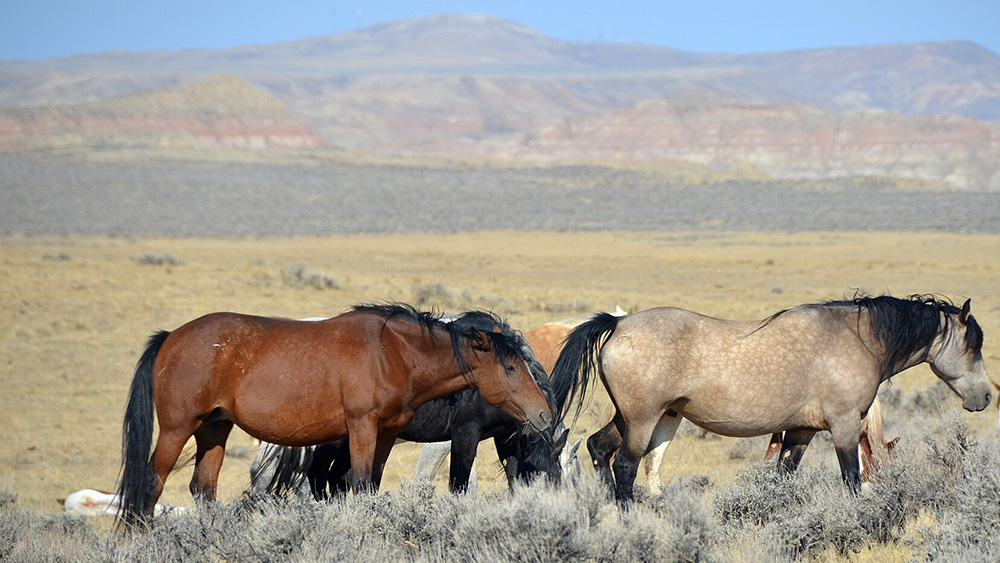 Wild Mustangs in Wyoming
