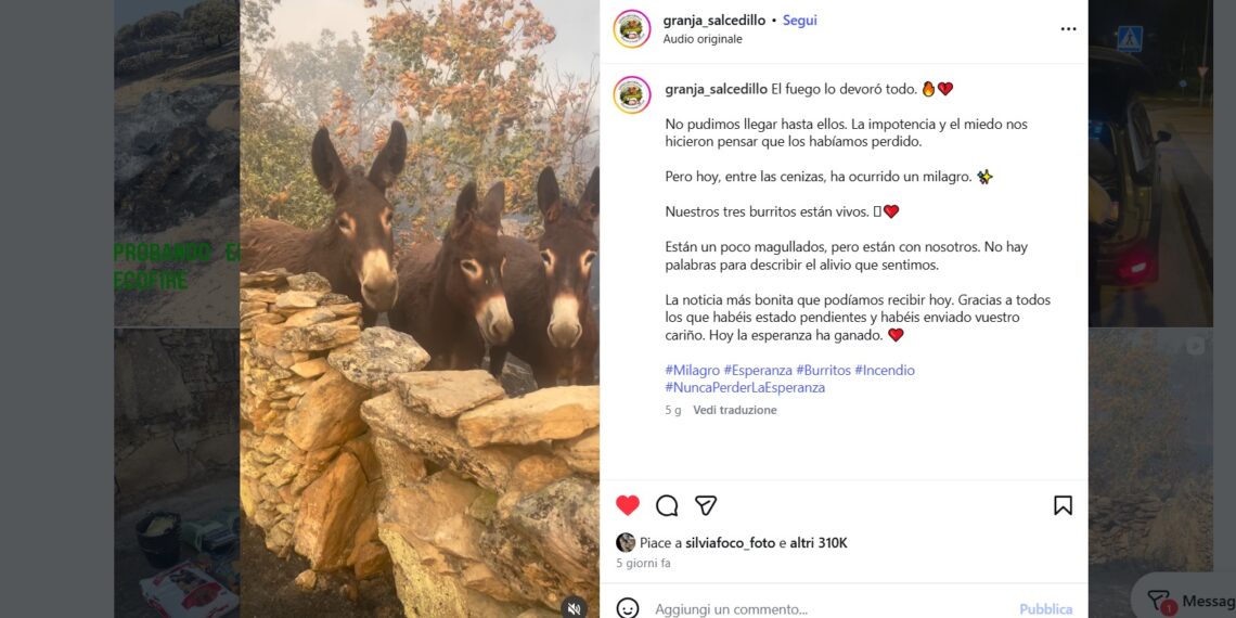 Tre asini scampati a un incendio si stringono vicini nel loro recinto, dove tutto è bruciato: il muretto è di sassi, loro sono tranquilli nonostante tutto