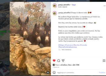 Tre asini scampati a un incendio si stringono vicini nel loro recinto, dove tutto è bruciato: il muretto è di sassi, loro sono tranquilli nonostante tutto