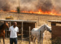 Salvi 100 cavalli nell’incendio a Roma sud