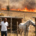 Salvi 100 cavalli nell’incendio a Roma sud