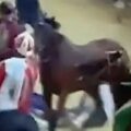 Anda e Bola rimane fermo accanto a Giovanni Atzeni detto Tittia, riverso a terra dopo la caduta oltre il traguardo del Palio dell’Assunta 2026, mentre sopraggiungono gli altri cavalli