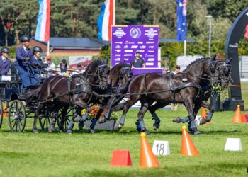 Il driver ceco Petr Novak conduce un tiro a quattro di cavalle Kladruber morelle durante una prova di Attacchi