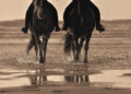 Un weekend tra i cavalli e in riva al mare: Fieracavalli Riding by the Sea