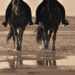 Un weekend tra i cavalli e in riva al mare: Fieracavalli Riding by the Sea