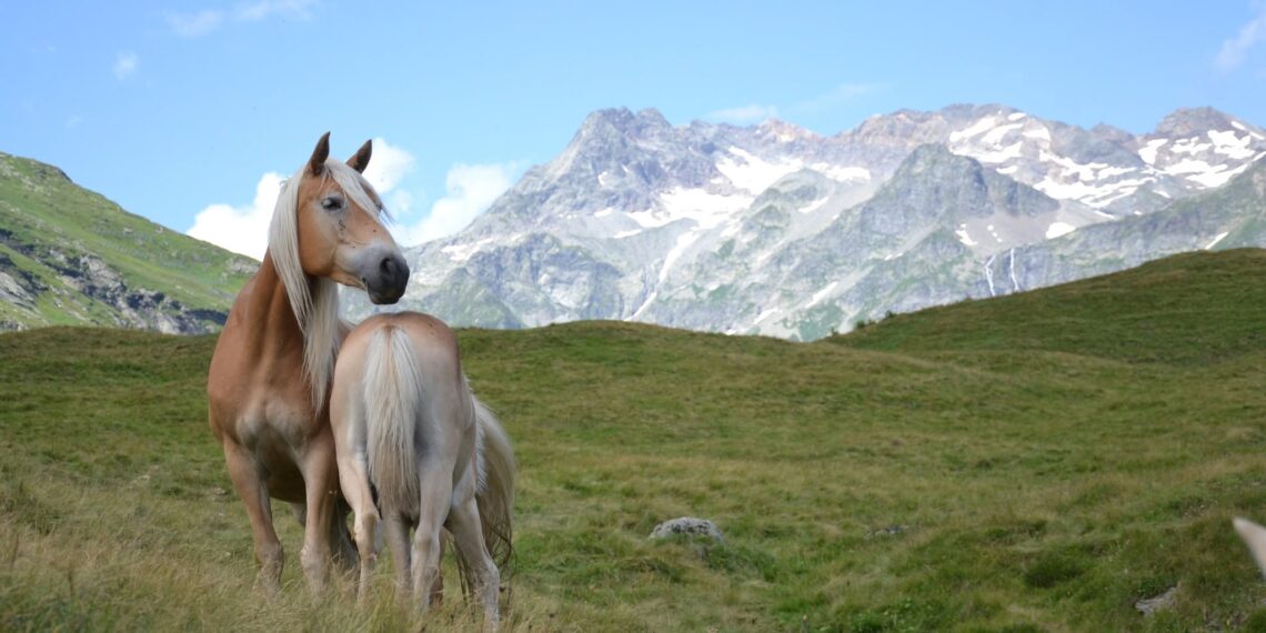Una fattrice Haflinger al pascolo in alpeggio con il suo puledro, foto da Anacrhai