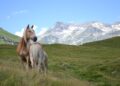Una fattrice Haflinger al pascolo in alpeggio con il suo puledro, foto da Anacrhai