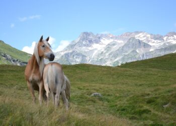 Una fattrice Haflinger al pascolo in alpeggio con il suo puledro, foto da Anacrhai
