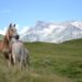 Una fattrice Haflinger al pascolo in alpeggio con il suo puledro, foto da Anacrhai