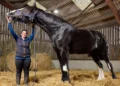 Massive Hugo