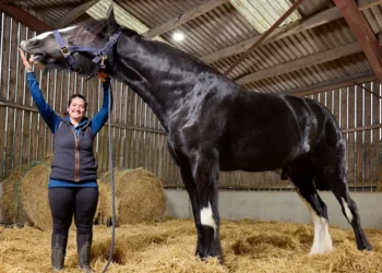 Massive Hugo