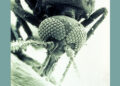 La West Nile e i suoi amici