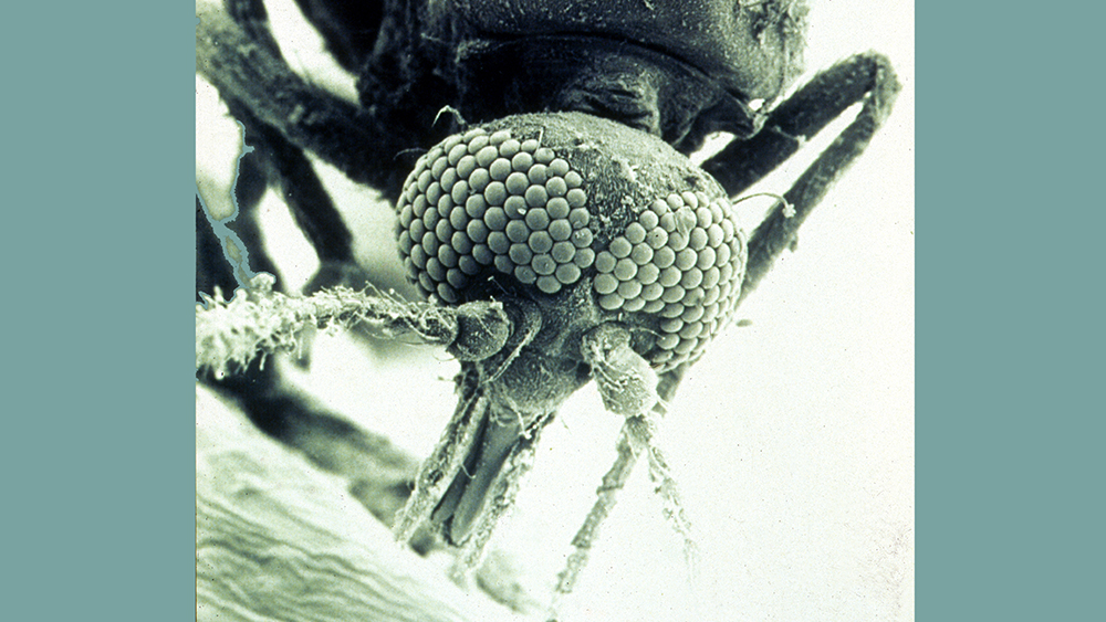 CSIRO ScienceImage 1791 SEM of a biting midge Culicoides brevitarsis