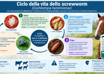 Le larve mangia-carne isolano gli States