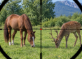 Incidente di caccia: non era un cervo. Era un cavallo
