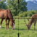 Incidente di caccia: non era un cervo. Era un cavallo