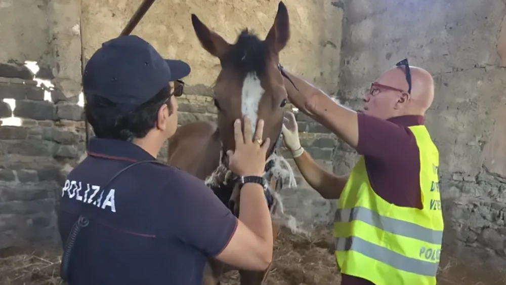 LA POLIZIA DI STATO SCOPRE UNA STALLA ABUSIVA CON 4 CAVALLI SENZA MICROCHIP. SANZIONI PER 13.000 EURO PER IL TITOLARE 1 e1790490905107