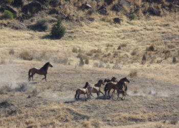 Oregon, dopo gli incendi scatta l’operazione per 418 mustang