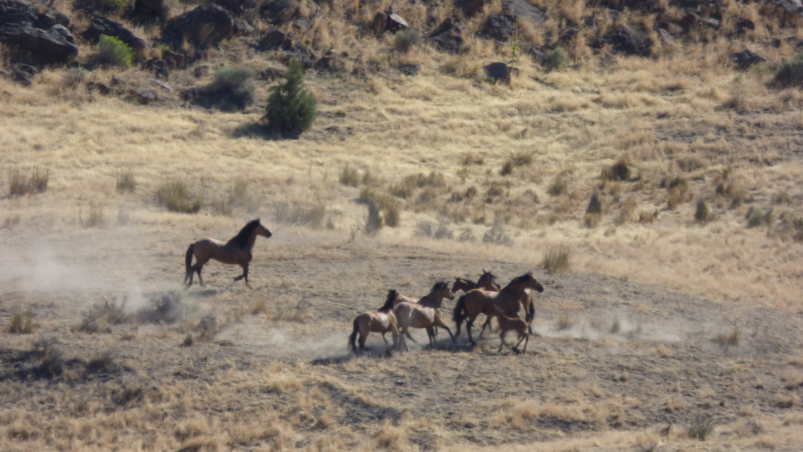 Mustang Oregon scaled