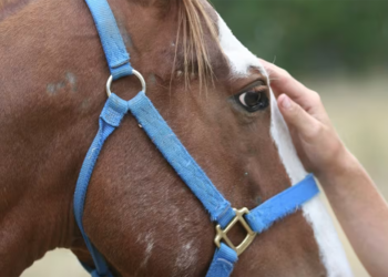 Cavalli in difficoltà: la petizione di Horse Angels