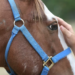 Cavalli in difficoltà: la petizione di Horse Angels