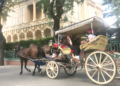A Istanbul, i cavalli delle Isole dei Principi dopo le carrozze