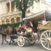A Istanbul, i cavalli delle Isole dei Principi dopo le carrozze