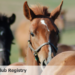 Us Jockey Club: cambiate i nomi a quei cavalli