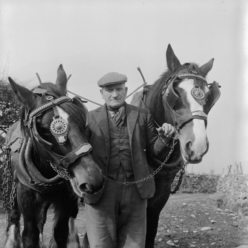 Team_of_shire_horses_owned_by_Thomas_Williams,_Llwyd_Coed_Bach,_Llanllyfni_(1450539) Team of shire horses owned by Thomas Williams Llwyd Coed Bach Llanllyfni 1450539 1024x1022