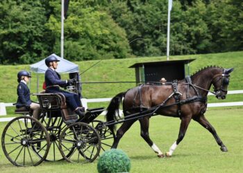 Cristiano Cividini alla guida di Ircolando B, detto Nando, durante una competizione internazionale di Attacchi singoli nell aprova di Dressage