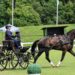 Cristiano Cividini alla guida di Ircolando B, detto Nando, durante una competizione internazionale di Attacchi singoli nell aprova di Dressage