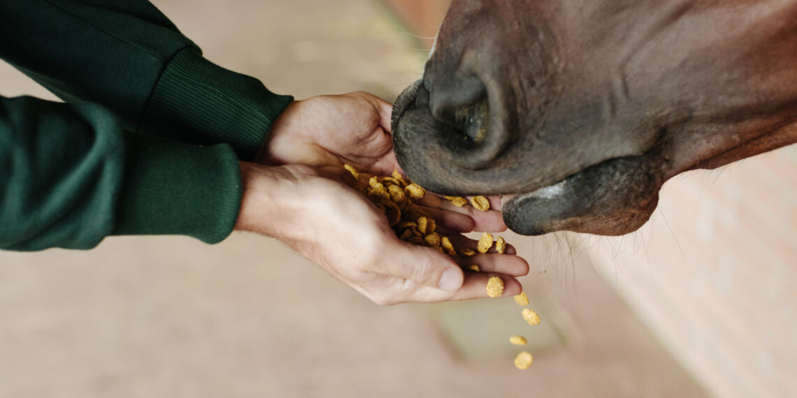 Mangimi estrusi per cavalli: digeribilità e sicurezza nell’alimentazione sportiva