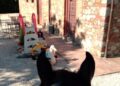 Le orecchie di Frida viste dalla sella, davanti alla porta di casa di Giuseppina, in un cortile con muri in pietra e giochi per bambini.