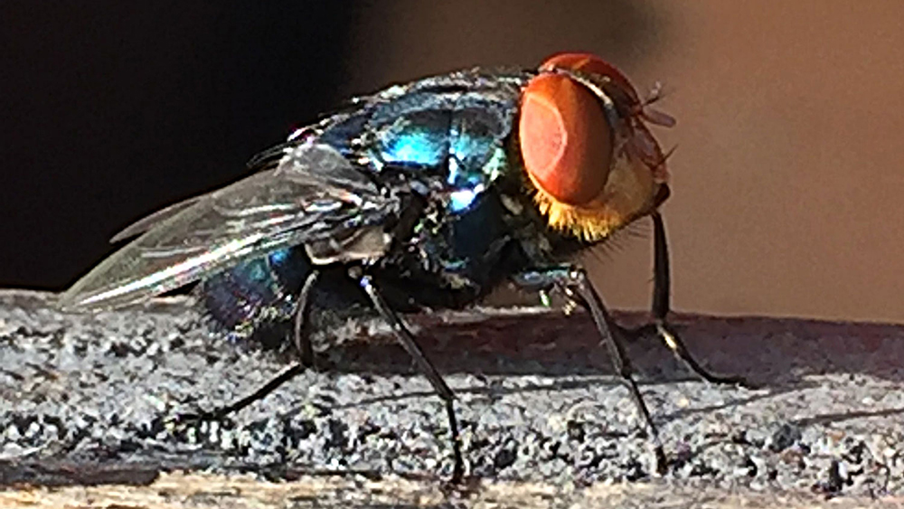 new world screwworm fly 2