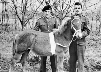 Un cavallo da portare a casa