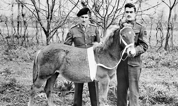 orphaned filly 1