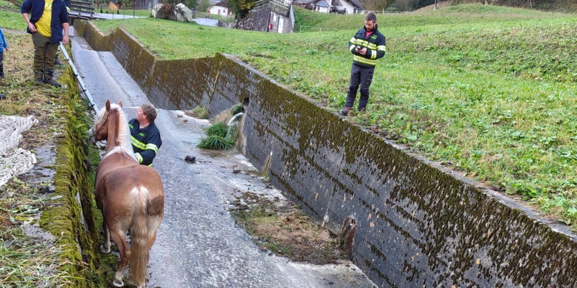 Un cavallo Haflinger in un canale di cemento a Primiero, assistito da un Vigile del Fuoco volontario durante le operazioni di soccorso.