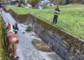 Un cavallo Haflinger in un canale di cemento a Primiero, assistito da un Vigile del Fuoco volontario durante le operazioni di soccorso.